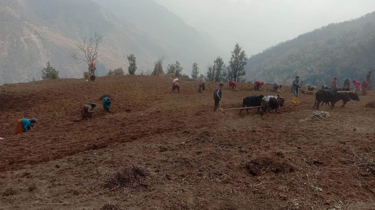 बाँझो जग्गामा सामूहिक आलु खेती